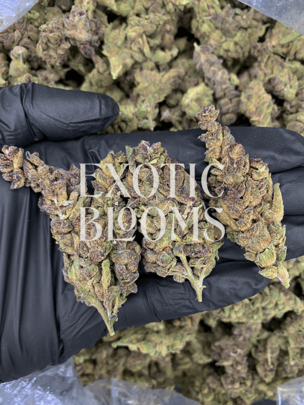 Tropicanna strain with frosty green buds, lemon-lime citrus flavor, and 27% THC, available for weed delivery in Washington DC, Virginia, Maryland, and Richmond.