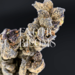 Tropicanna strain with frosty green buds, lemon-lime citrus flavor, and 27% THC, available for weed delivery in Washington DC, Virginia, Maryland, and Richmond.