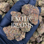 Zelato strain, hybrid, 26–29% THC, Exotic Blooms weed delivery in Washington DC, Virginia, Maryland, and Richmond VA