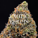 Alpha Express cannabis strain sativa hybrid 29-32% THC available for weed delivery in Washington DC, Virginia, Maryland, and Richmond VA