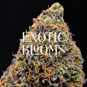 Alpha Express cannabis strain sativa hybrid 29-32% THC available for weed delivery in Washington DC, Virginia, Maryland, and Richmond VA