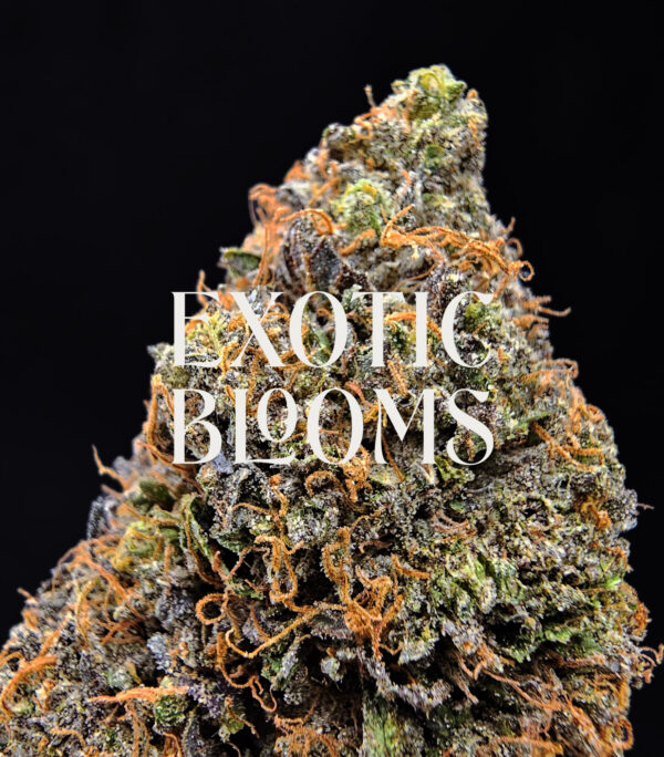 Alpha Express cannabis strain sativa hybrid 29-32% THC available for weed delivery in Washington DC, Virginia, Maryland, and Richmond VA