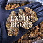 Alpha Express cannabis strain sativa hybrid 29-32% THC available for weed delivery in Washington DC, Virginia, Maryland, and Richmond VA