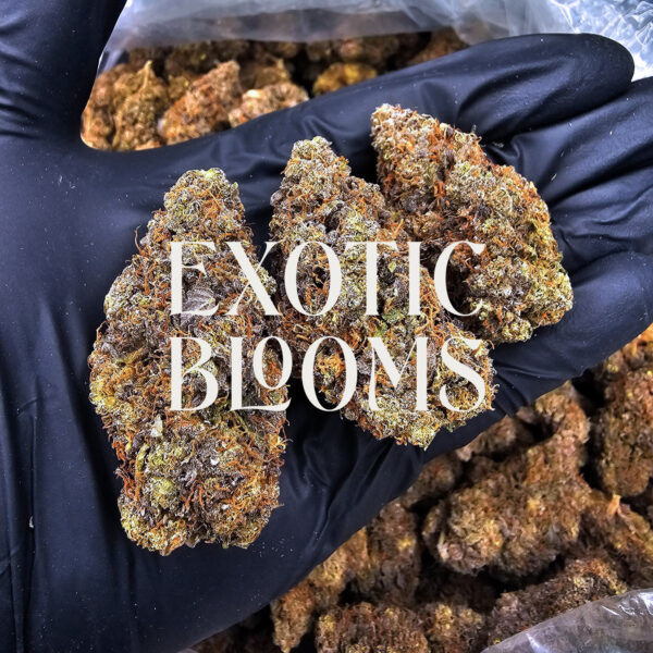 Alpha Express cannabis strain sativa hybrid 29-32% THC available for weed delivery in Washington DC, Virginia, Maryland, and Richmond VA