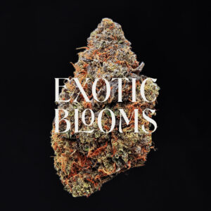 Alpha Express cannabis strain sativa hybrid 29-32% THC available for weed delivery in Washington DC, Virginia, Maryland, and Richmond VA