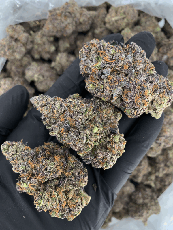Benanimals strain by Lumpy’s Flowers, rare West Coast sativa hybrid available in Northern Virginia through Exotic Blooms, frosty purple buds with gassy berry aroma