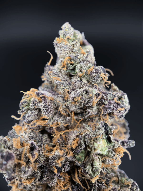 Benanimals strain by Lumpy’s Flowers, rare West Coast sativa hybrid available in Northern Virginia through Exotic Blooms, frosty purple buds with gassy berry aroma