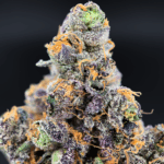 Benanimals strain by Lumpy’s Flowers, rare West Coast sativa hybrid available in Northern Virginia through Exotic Blooms, frosty purple buds with gassy berry aroma