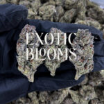 Black Gorilla cannabis strain hybrid 25-27% THC for weed delivery in Washington DC, Virginia, Maryland, and Richmond VA