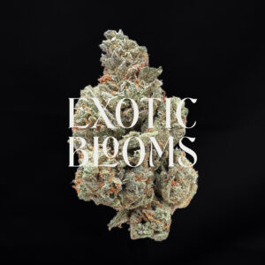 Blue Gotti cannabis strain indica hybrid 24-28% THC available for weed delivery in Washington DC, Virginia, Maryland, and Richmond VA