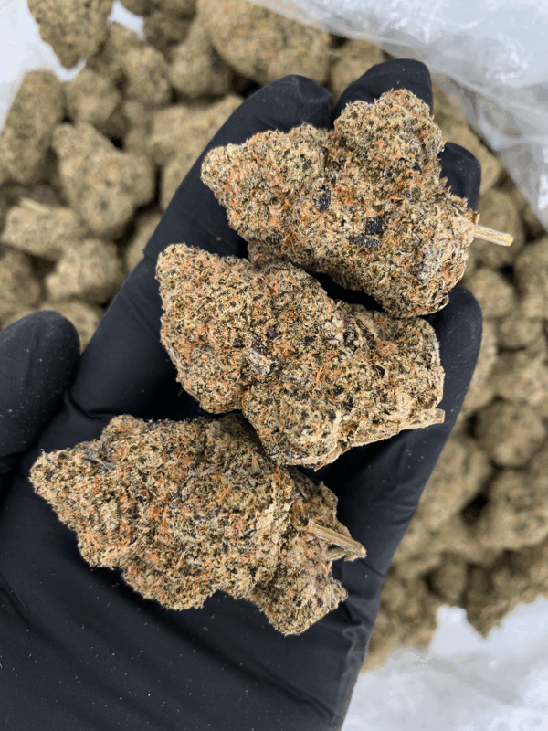 Dry Ice strain dense olive-green buds with pink-tinted trichomes, delivering 25–26% THC. Available for cannabis delivery in Washington DC, Virginia, Maryland, and Richmond.
