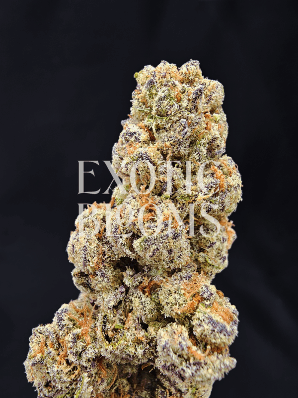 Emperor Cookies sativa-dominant hybrid strain with 32%+ THC, delivering vanilla-citrus flavor and uplifting euphoric effects. Available for weed delivery in DC, Virginia, Maryland, and Richmond.