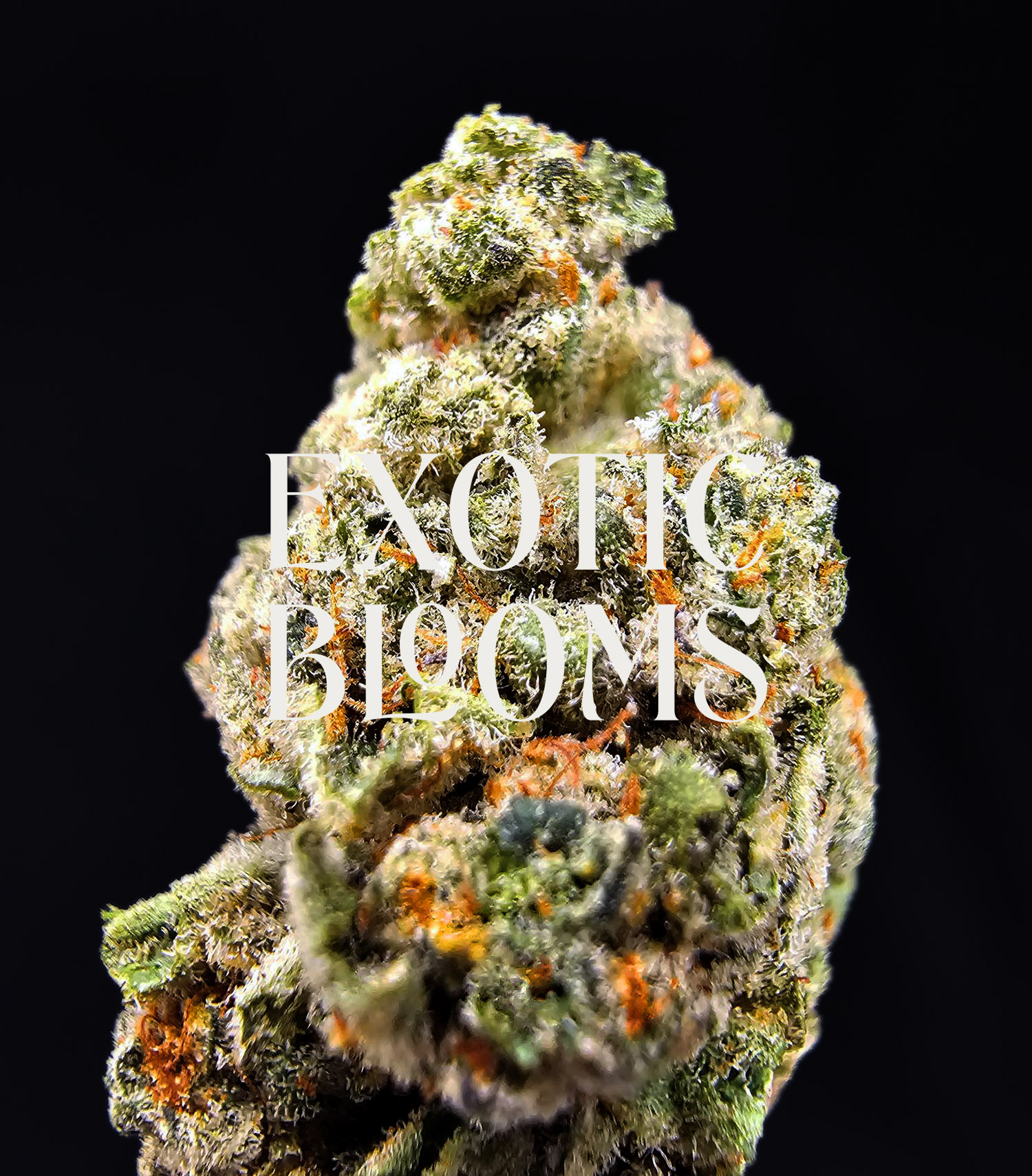 Green Crack cannabis strain, sativa-dominant hybrid, 26-29% THC, available for weed delivery in Washington DC, Virginia, Maryland, and Richmond VA