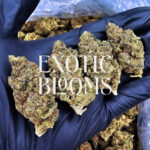 Green Crack cannabis strain, sativa-dominant hybrid, 26-29% THC, available for weed delivery in Washington DC, Virginia, Maryland, and Richmond VA