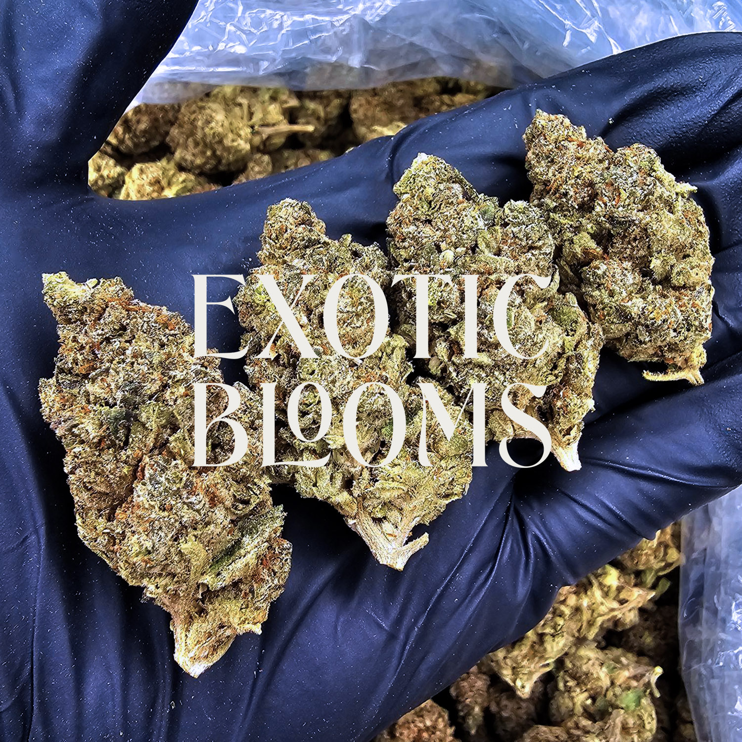 Green Crack cannabis strain, sativa-dominant hybrid, 26-29% THC, available for weed delivery in Washington DC, Virginia, Maryland, and Richmond VA