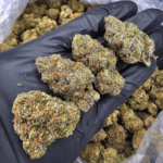 Halo OG strain dense frosty buds coated in trichomes, delivering 30–33% THC. Available for cannabis delivery in Washington DC, Virginia, Maryland, and Richmond.