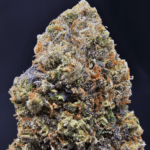 Halo OG strain dense frosty buds coated in trichomes, delivering 30–33% THC. Available for cannabis delivery in Washington DC, Virginia, Maryland, and Richmond.