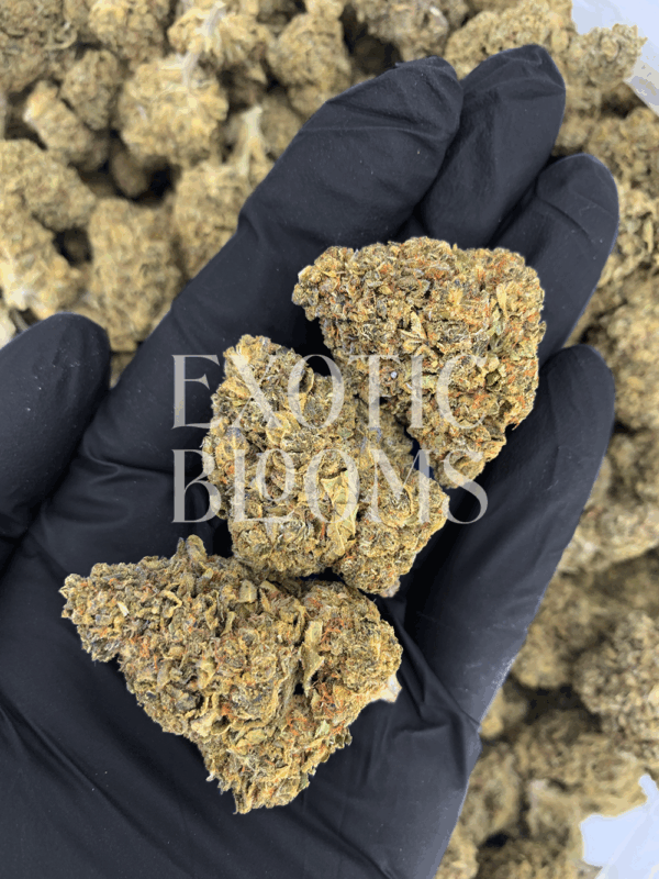 Pineapple Dragon cannabis strain with 27–29% THC. Oversized frosty green buds with orange hairs and tropical pineapple aroma. Available for weed delivery in Washington DC, Virginia, Maryland, and Richmond.