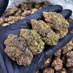 Purple Tangie cannabis strain, hybrid, 28-32% THC, available for weed delivery in Washington DC, Virginia, Maryland, and Richmond VA