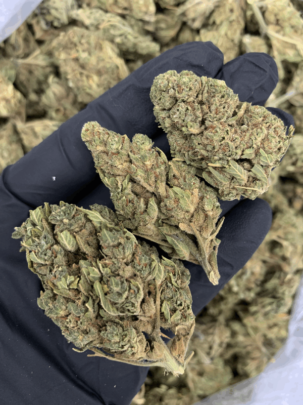 Raspberry Skywalker cannabis strain available for delivery in Washington DC, Northern Virginia, Maryland, and Richmond – Exotic Blooms
