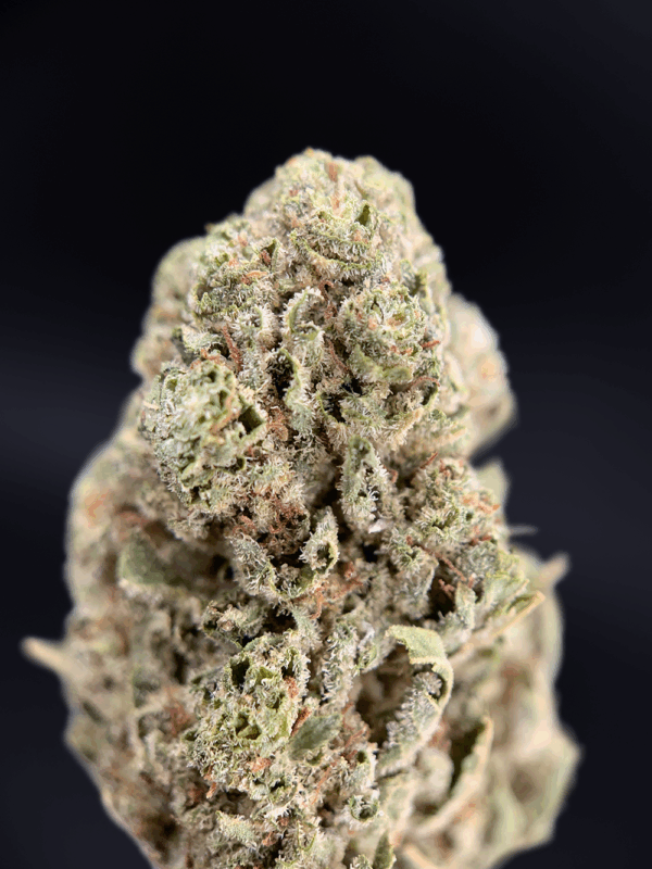 Raspberry Skywalker cannabis strain available for delivery in Washington DC, Northern Virginia, Maryland, and Richmond – Exotic Blooms