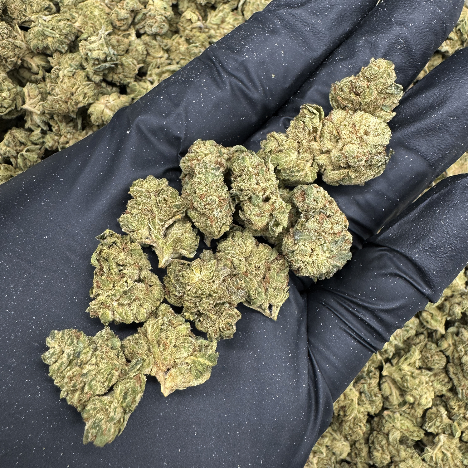 gg4-smalls-strain-exotic-blooms-washington-dc-va-md-delivery
