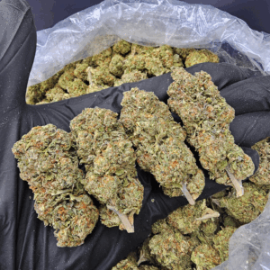 Gorilla Cake indica hybrid strain with 23–26% THC, chocolate cake aroma, and relaxing effects — available for weed delivery in Washington DC and Northern Virginia from Exotic Blooms.