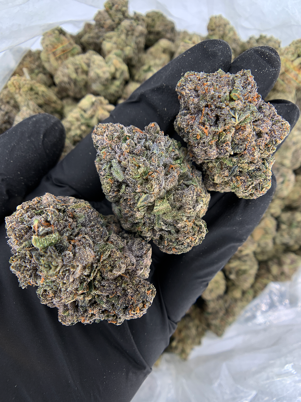 Iceman hybrid cannabis strain (30–31% THC) with sweet minty cream flavor and euphoric focus, available for weed delivery in Washington DC, Northern Virginia, Richmond, and Maryland.