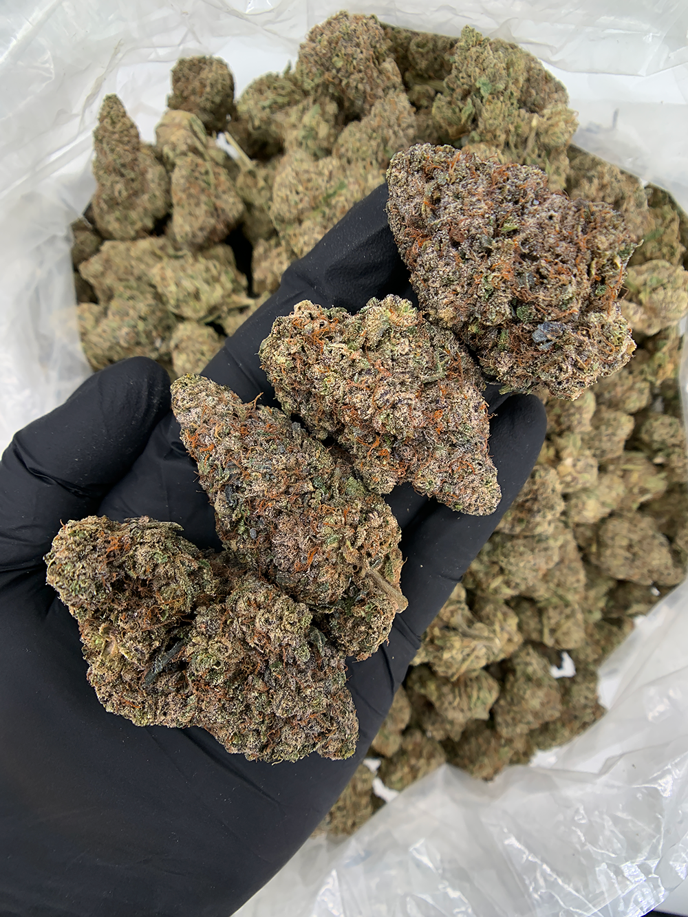 Jelly Roll indica hybrid (24–28% THC) with sweet berry and grape flavor, calm meditative effects—available for weed delivery in Washington DC, Northern Virginia, and Maryland via Exotic Blooms.