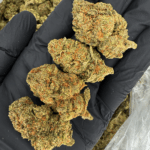 Mango Crush sativa-dominant hybrid cannabis strain (20–23% THC) featuring tropical mango flavor and uplifting cerebral high – available for weed delivery in Washington DC and Northern Virginia via Exotic Blooms.