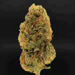 Mango Crush sativa-dominant hybrid cannabis strain (20–23% THC) featuring tropical mango flavor and uplifting cerebral high – available for weed delivery in Washington DC and Northern Virginia via Exotic Blooms.