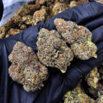 Mango Haze Sativa 28–30% THC Weed Delivery in DC, Virginia, Maryland, Richmond VA