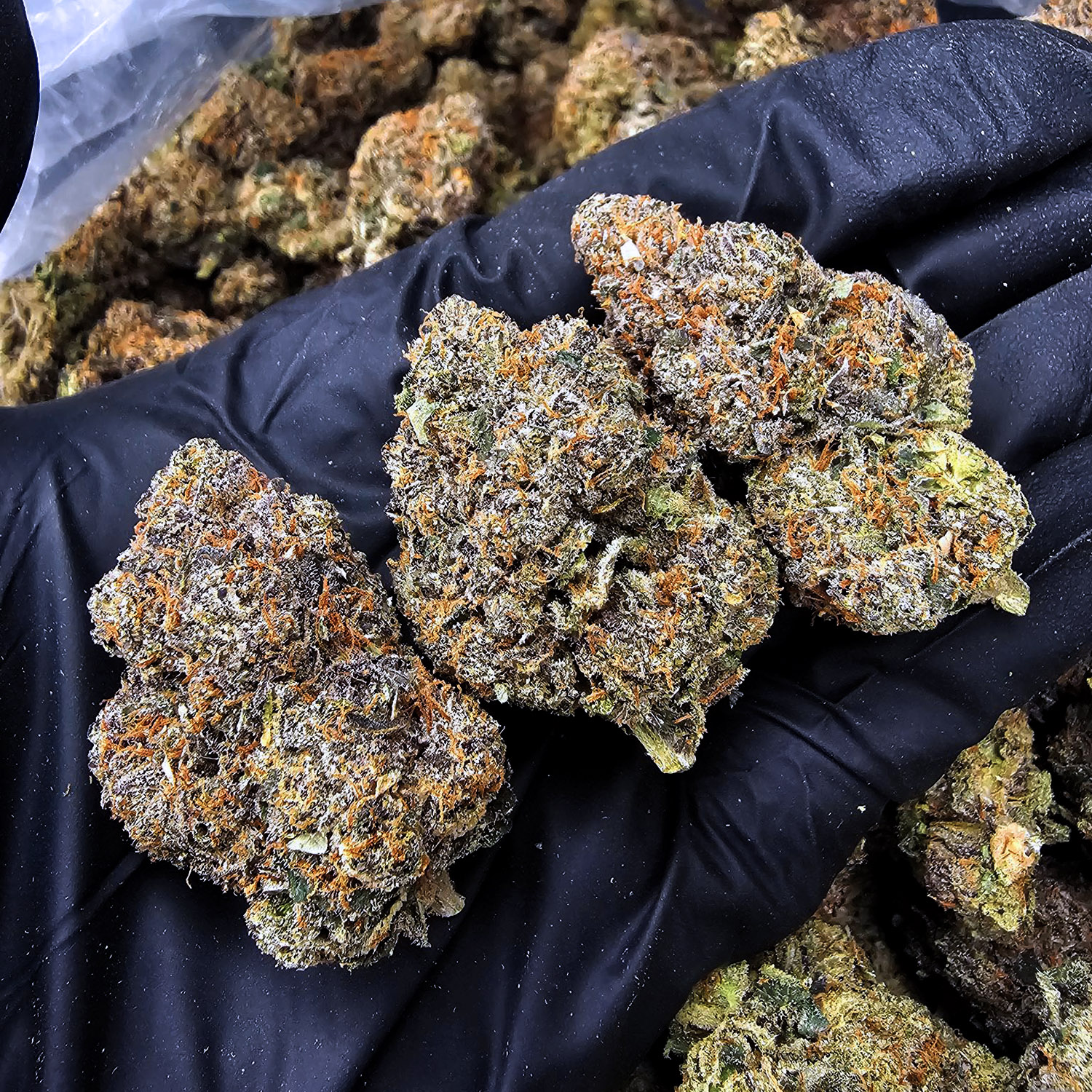 Mango Haze Sativa 28–30% THC Weed Delivery in DC, Virginia, Maryland, Richmond VA