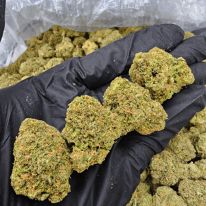 Orange Sunset sativa-dominant strain with frosty orange and green buds, available for weed delivery in Washington DC, Northern Virginia, Richmond, and Virginia Beach through Exotic Blooms.