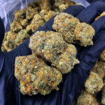 Prietosa Hills Hybrid 28–30% THC Weed Delivery in DC, Virginia, Maryland, Richmond VA