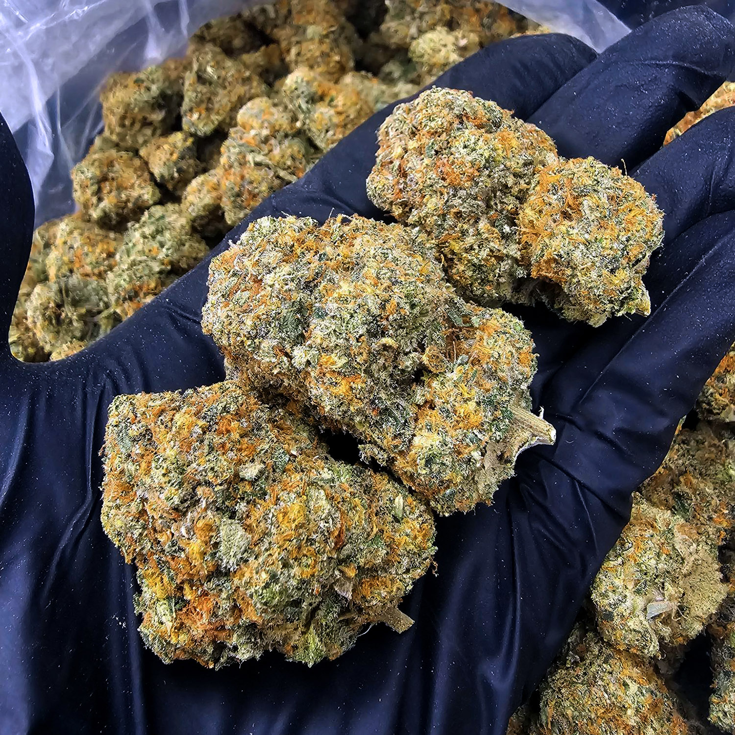 Prietosa Hills Hybrid 28–30% THC Weed Delivery in DC, Virginia, Maryland, Richmond VA