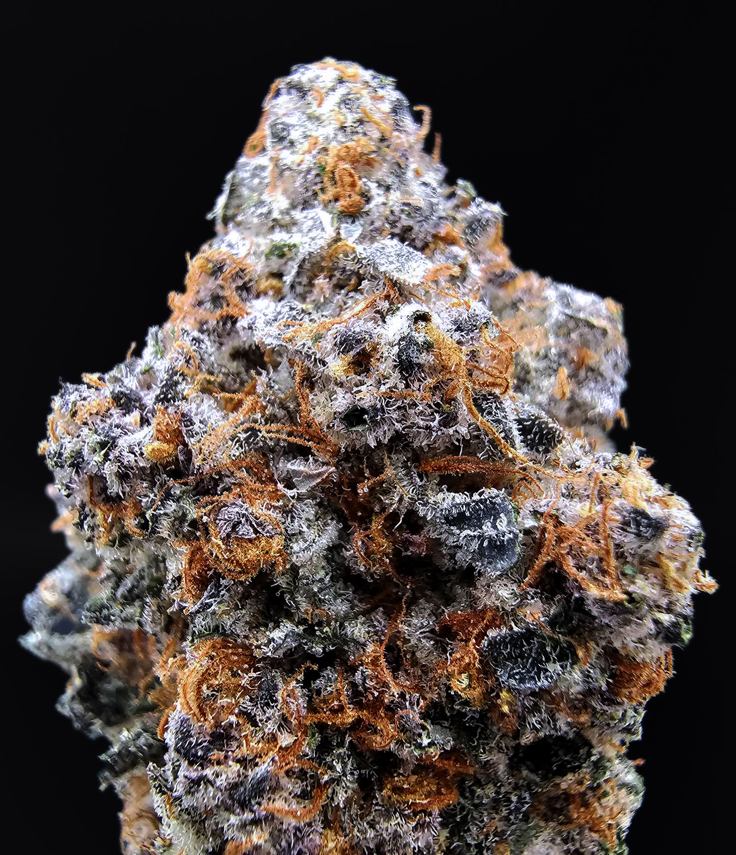 Rainbow Rozay Hybrid 27–29% THC Weed Delivery in DC, Virginia, Maryland, Richmond VA