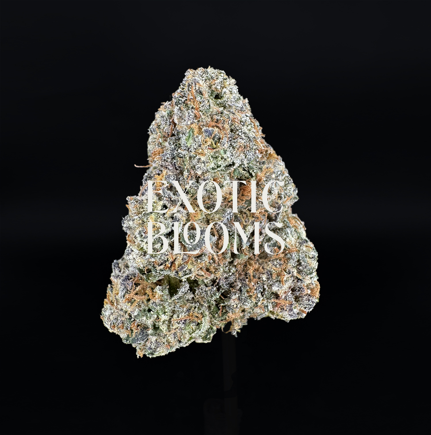 VAnilla-frosting-strain-exotic-blooms-dc-va-md-delivery