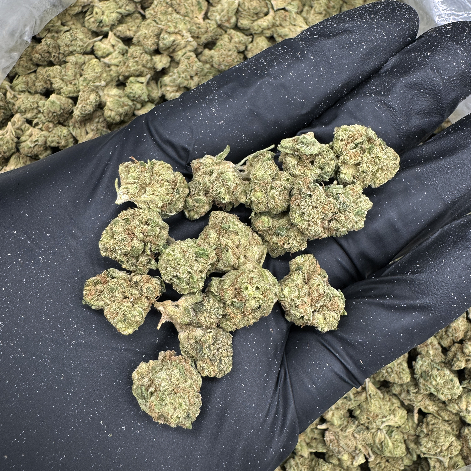 Wedding-cake-smalls-strain-exotic-blooms-washington-dc-va-md-delivery