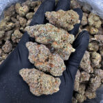 Grand Daddy Purp strain indica 28–32% THC – Exotic Blooms weed delivery in Washington DC, Virginia, Maryland, Richmond VA