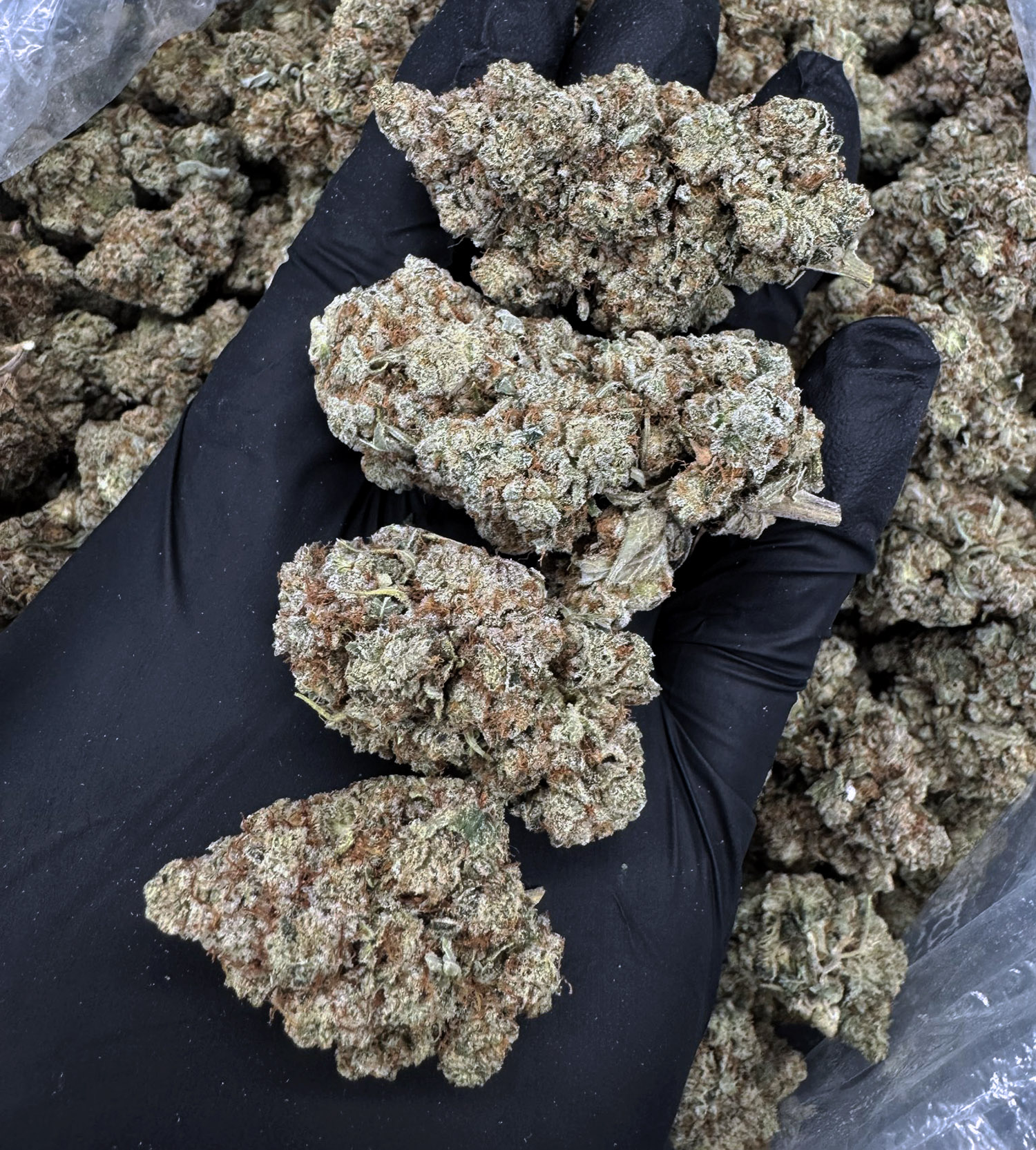 Original Glue strain, indica-dominant hybrid, 28–30% THC available for weed delivery in Washington DC, Virginia, Maryland, and Richmond VA