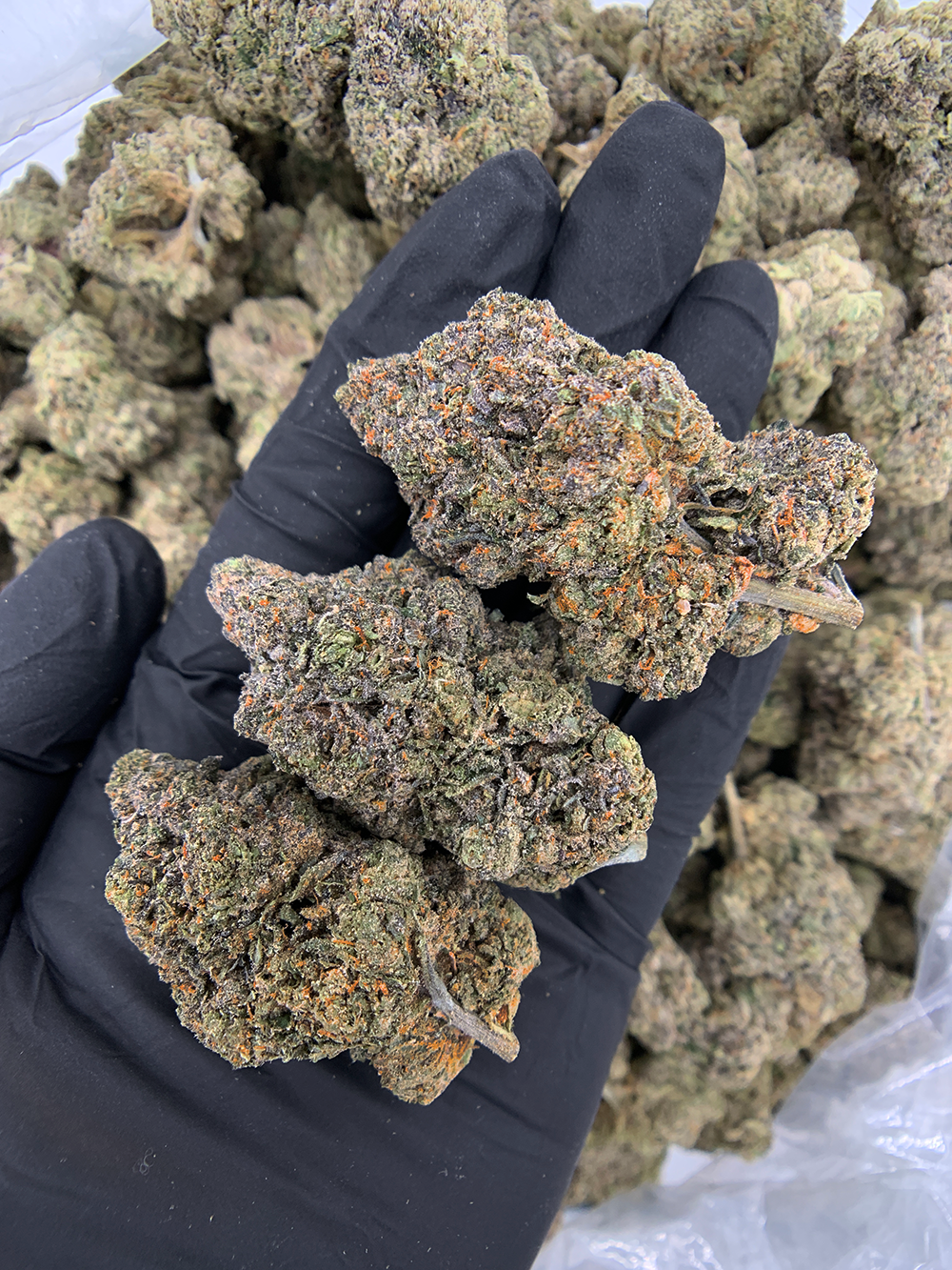 Pink Monet hybrid cannabis strain with 26–30% THC, sweet cherry aroma, purple-green buds, and uplifting yet relaxing effects, available for weed delivery in Washington DC, Northern Virginia, Richmond, and Maryland via Exotic Blooms.