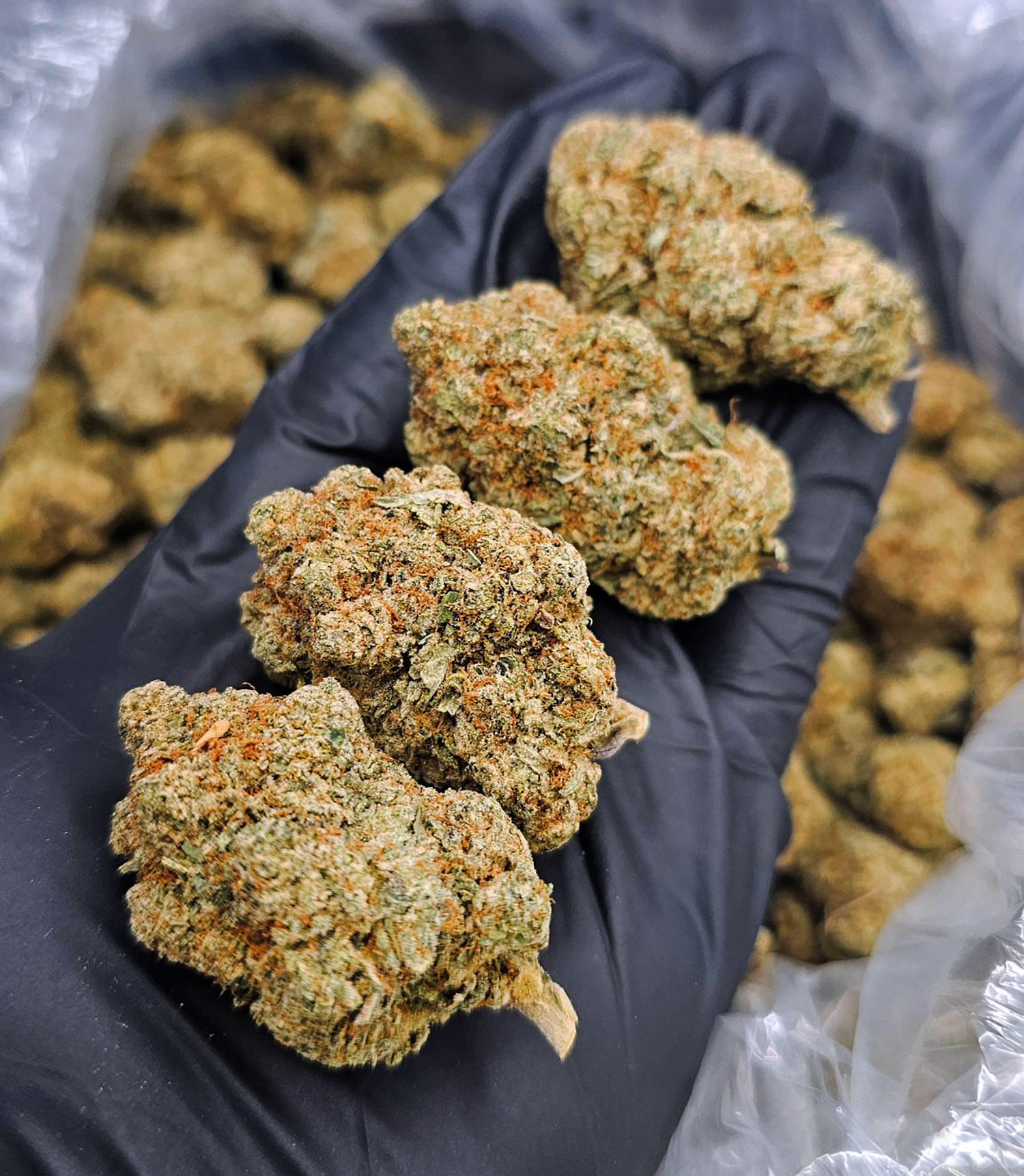 Alien Gorilla strain hybrid 27–30% THC for Washington DC, Virginia, Maryland, and Richmond VA weed delivery.