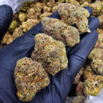 Candy Madness strain hybrid 28–30% THC for Washington DC, Virginia, Maryland, and Richmond VA weed delivery.