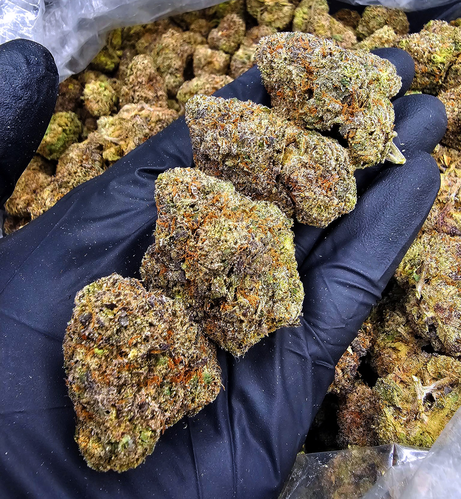 Candy Madness strain hybrid 28–30% THC for Washington DC, Virginia, Maryland, and Richmond VA weed delivery.