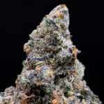 Lemon Cello hybrid strain with 34%+ THC available via Exotic Blooms weed delivery in Washington DC, Virginia, Maryland, and Richmond VA