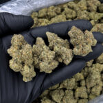 Lemon Cello hybrid strain with 34%+ THC available via Exotic Blooms weed delivery in Washington DC, Virginia, Maryland, and Richmond VA