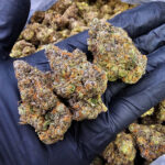 Purple Ghost strain, indica dominant, 31–34% THC, available in Washington DC, Virginia, Maryland, and Richmond VA