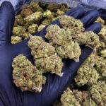 Super Lemon Crush strain sativa hybrid 30–33% THC available for weed delivery in Washington DC, Virginia, Maryland, and Richmond VA