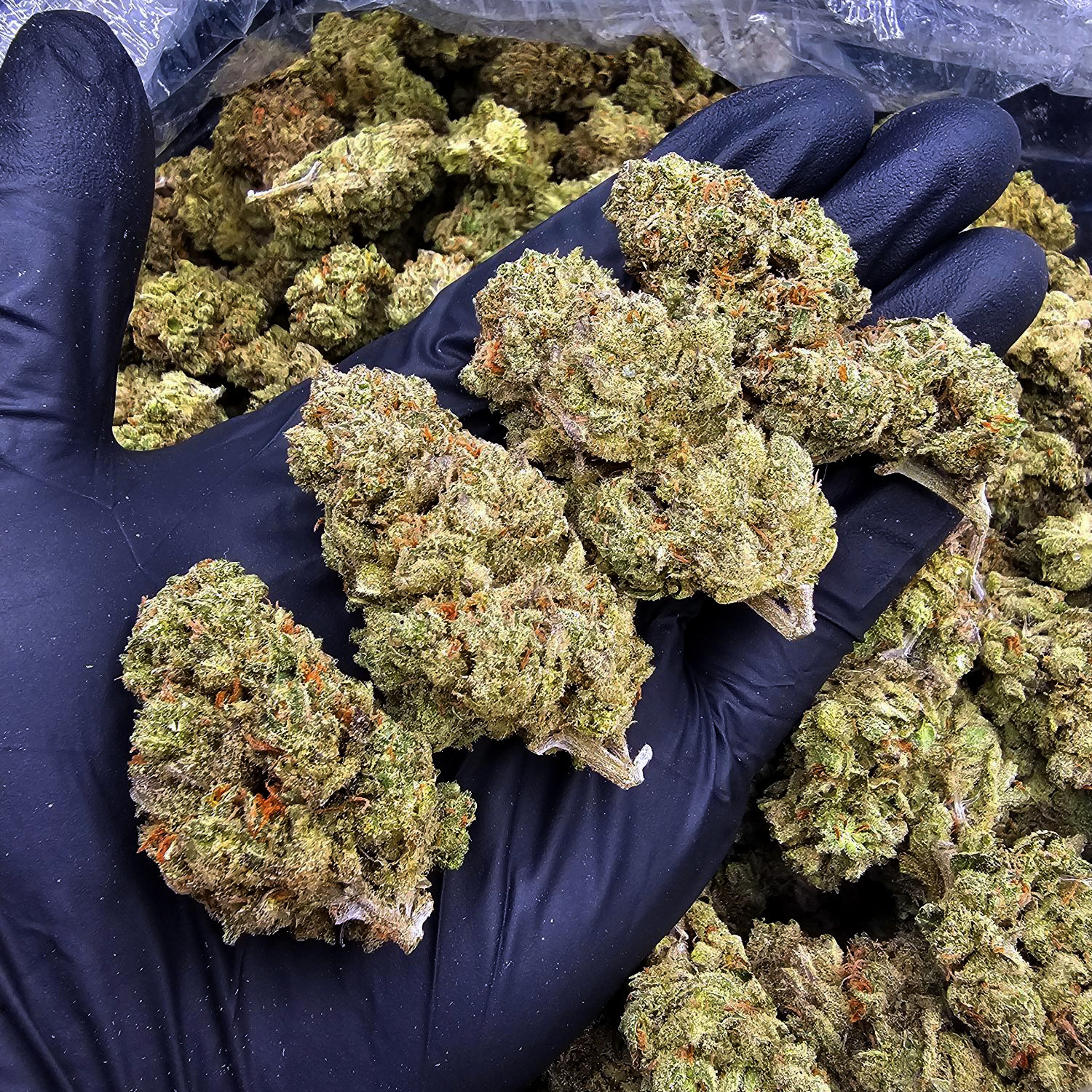 Super Lemon Crush strain sativa hybrid 30–33% THC available for weed delivery in Washington DC, Virginia, Maryland, and Richmond VA